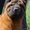 Шарпея щенки красного и махагон окраса в г.Минске. - Изображение #3, Объявление #1443269