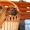 Шарпея щенки красного и махагон окраса в г.Минске. - Изображение #2, Объявление #1443269