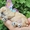 Очаровательные щенки Американского кокер спаниеля - Изображение #6, Объявление #1453423