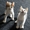Очаровательные котятки в дар - Изображение #1, Объявление #1456274