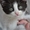 Котёнок Мишенька в добрые руки  #1455021