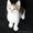 Очаровательные котятки в дар - Изображение #7, Объявление #1456274