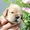 Очаровательные щенки Американского кокер спаниеля - Изображение #4, Объявление #1453423