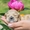 Очаровательные щенки Американского кокер спаниеля - Изображение #2, Объявление #1453423
