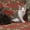 Очаровательные котята в добрые руки - Изображение #3, Объявление #1469401