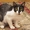 Очаровательные котята в добрые руки - Изображение #1, Объявление #1469401
