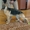 подрощенный щенок немецкой овчарки - Изображение #3, Объявление #1465400