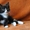 Котята-девочки трехцветка и черненькая в дар! - Изображение #4, Объявление #1472218