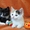 Котята-девочки трехцветка и черненькая в дар! - Изображение #3, Объявление #1472218