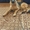 подрощенный щенок немецкой овчарки - Изображение #2, Объявление #1465400