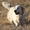 Шикарные щенки голден ретривера от суперчемпионов - Изображение #1, Объявление #1483163