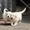 Шикарные щенки голден ретривера от суперчемпионов - Изображение #2, Объявление #1483163