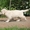 Шикарные щенки голден ретривера от суперчемпионов - Изображение #4, Объявление #1483163