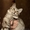 Пушистая кошка в серебристой шубке в дар - Изображение #1, Объявление #1474511