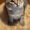 Пушистая кошка в серебристой шубке в дар - Изображение #2, Объявление #1474511