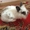 Продаю декоративных мини крольчат (белый)  - Изображение #2, Объявление #1482982