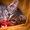 Двухмесячный котенок-девочка в добрые руки - Изображение #2, Объявление #1473574