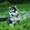 Шикарные щенки Сибирских Хаски ждут ВАС - Изображение #1, Объявление #1485704