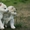 Шикарные щенки Сибирских Хаски ждут ВАС - Изображение #2, Объявление #1485704