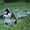 Шикарные щенки Сибирских Хаски ждут ВАС - Изображение #3, Объявление #1485704