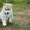 Шикарные щенки Сибирских Хаски ждут ВАС - Изображение #4, Объявление #1485704