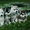 Шикарные щенки Сибирских Хаски ждут ВАС - Изображение #5, Объявление #1485704