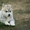 Шикарные щенки Сибирских Хаски ждут ВАС - Изображение #6, Объявление #1485704
