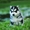 Шикарные щенки Сибирских Хаски ждут ВАС - Изображение #8, Объявление #1485704