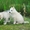 Шикарные щенки Сибирских Хаски ждут ВАС - Изображение #9, Объявление #1485704