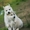 Шикарные щенки Сибирских Хаски ждут ВАС - Изображение #10, Объявление #1485704