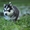 Шикарные щенки Сибирских Хаски ждут ВАС - Изображение #11, Объявление #1485704