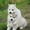 Шикарные щенки Сибирских Хаски различного окраса - Изображение #4, Объявление #1488895
