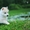 Шикарные щенки Сибирских Хаски различного окраса - Изображение #7, Объявление #1488895