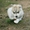 Шикарные щенки Сибирских Хаски различного окраса - Изображение #11, Объявление #1488895