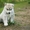 Шикарные щенки Сибирских Хаски различного окраса - Изображение #14, Объявление #1488895
