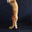 Котёнок Мейн-кун - Изображение #1, Объявление #1498147