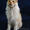 Котёнок Мейн-кун - Изображение #2, Объявление #1498147
