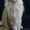 Котёнок Мейн-кун - Изображение #3, Объявление #1498147