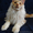 Котёнок Мейн-кун - Изображение #4, Объявление #1498147