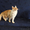 Котёнок Мейн-кун - Изображение #6, Объявление #1498147