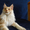 Котёнок Мейн-кун - Изображение #7, Объявление #1498147