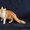 Котёнок Мейн-кун - Изображение #8, Объявление #1498147