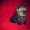 Шотландские вислоухие плюшевые котята #1495418