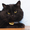 Софья - скромная пушистая кошка в дар - Изображение #1, Объявление #1501049