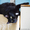 Виски - шикарная черная пушистая кошка в дар! - Изображение #2, Объявление #1496064