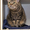 Марта - кошка с уникальными глазами в дар! #1498469