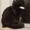 Виски - шикарная черная пушистая кошка в дар! - Изображение #4, Объявление #1496064