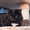 Софья - скромная пушистая кошка в дар #1501049
