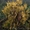Саженцы (посадочный материал) декоративных растений в г. Минске - Изображение #3, Объявление #1493936