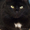 Виски - шикарная черная пушистая кошка в дар! #1496064